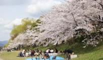 日本樱花季卖得好的选品都在这里了，你准备了几种？